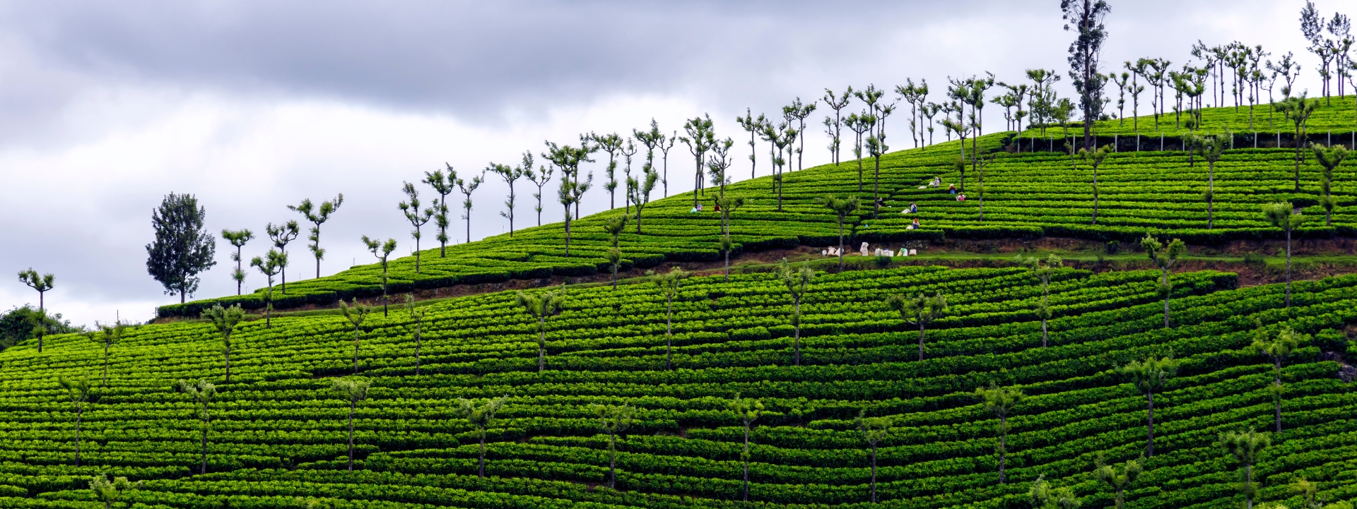 Coorg, Mysore, Bangalore tour package