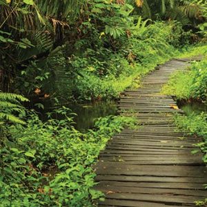 PRIMATES TOUR OF UGANDA – 6 Days – 5 Nights