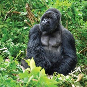 GORILLA TREKKING IN RWANDA – 4 Days – 3 Nights