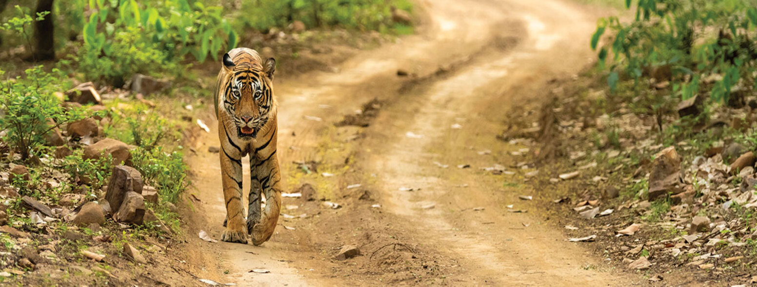 Luxury Tiger Safari India