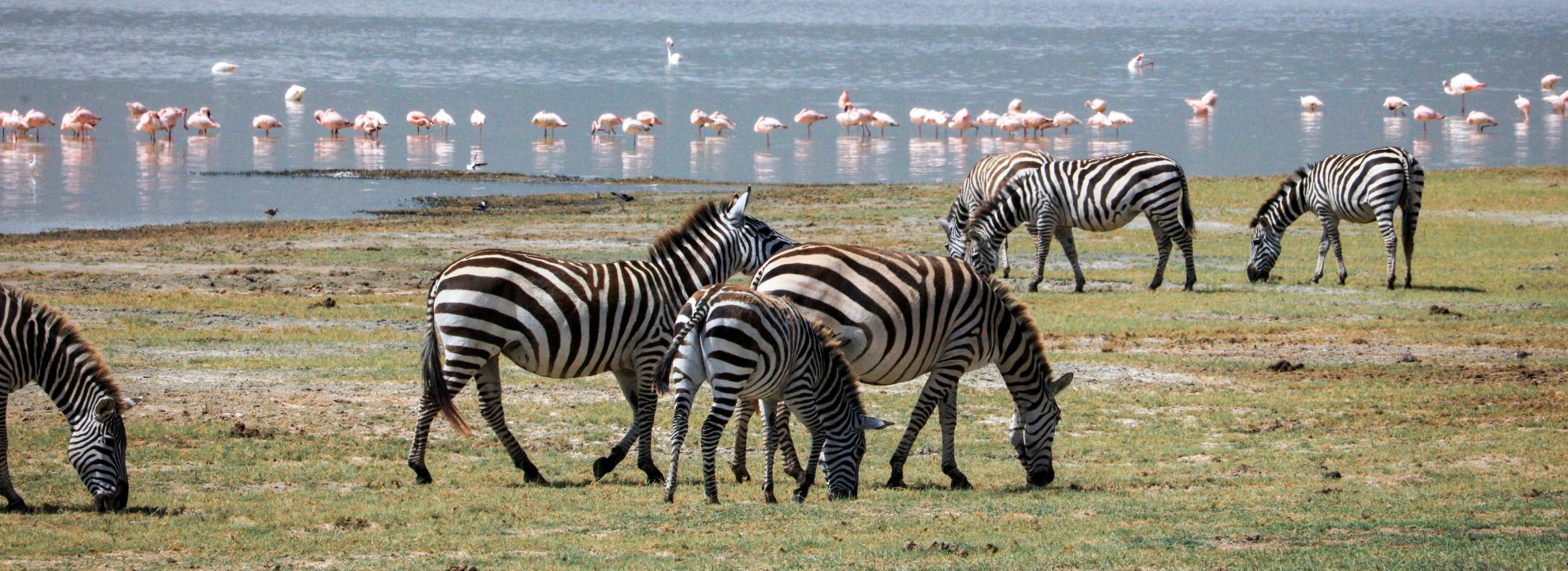 Tanzania Safari – 6 nights – 7 days