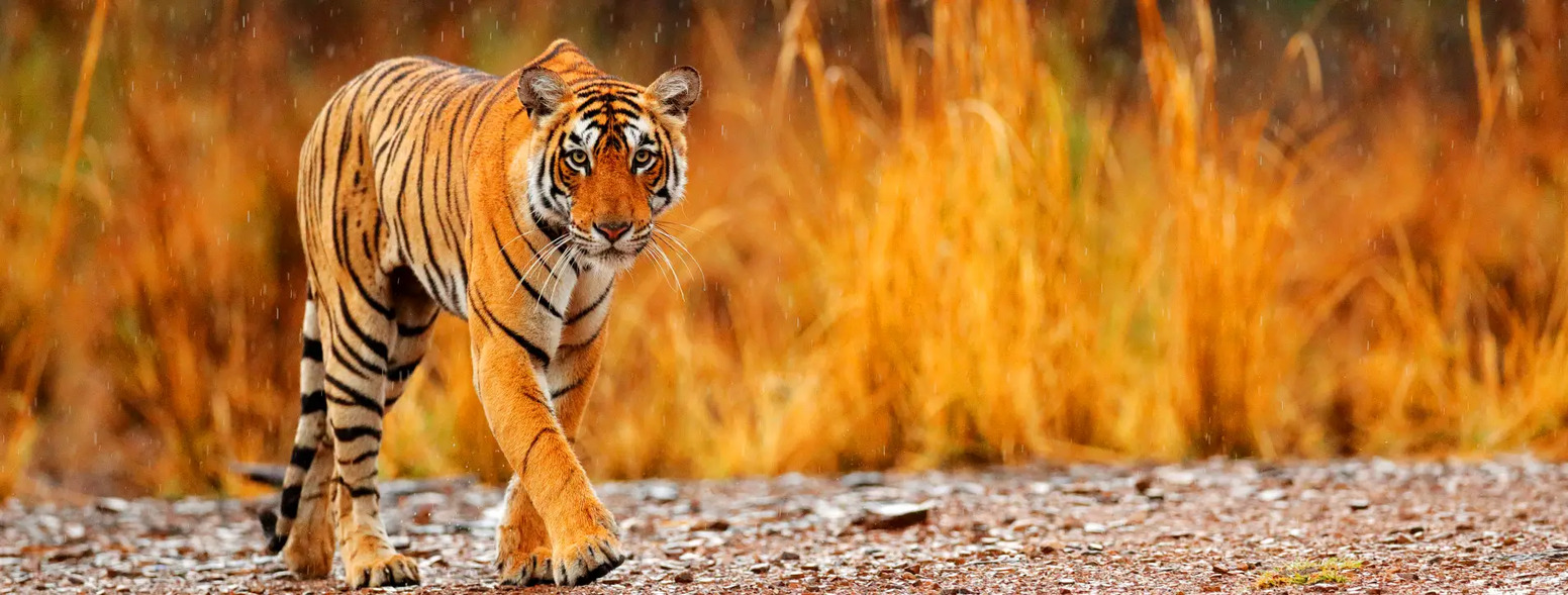 Luxury Tiger Safaris in India