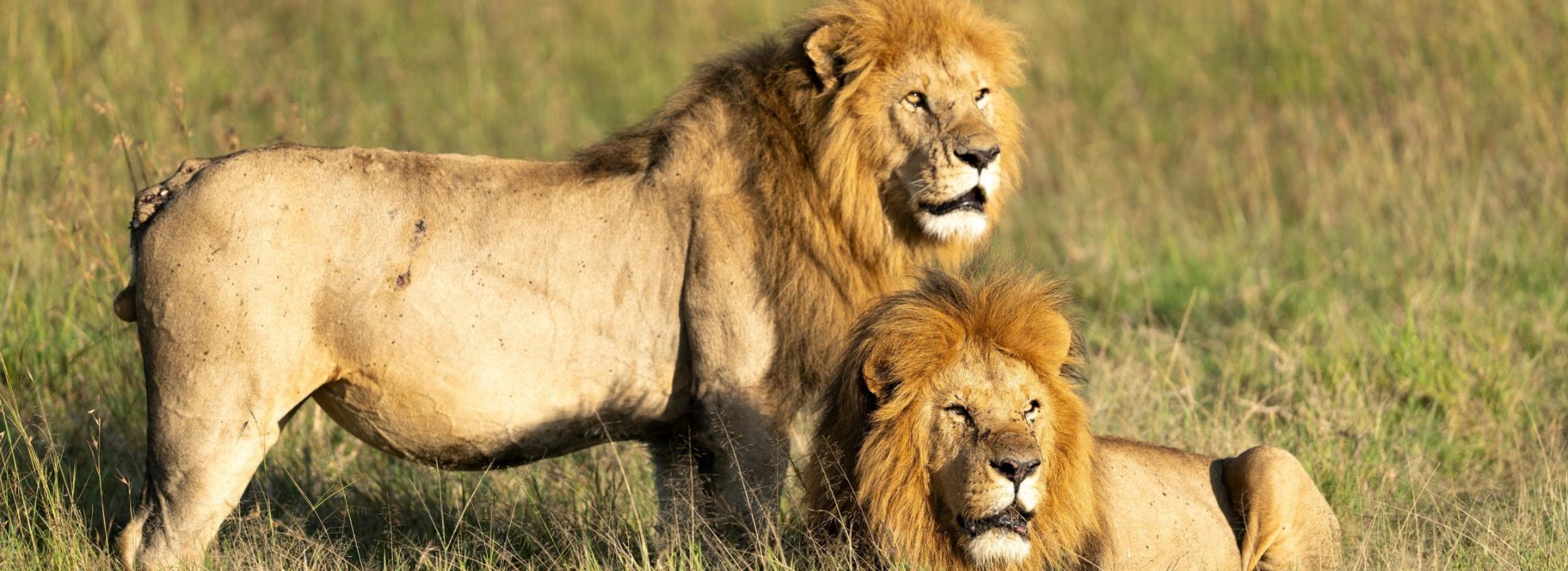 Masai Mara Retreat – 3 nights – 4 days
