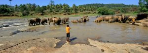 Elephants bathing in river at Pinnawala Elephant Orphanage Sri Lanka