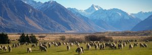 Sheep grazing in pasture with snow-capped Southern Alps mountains in New Zealand