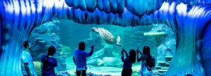 Visitors watching a sea turtle swimming in a large aquarium tunnel with marine life and coral displays