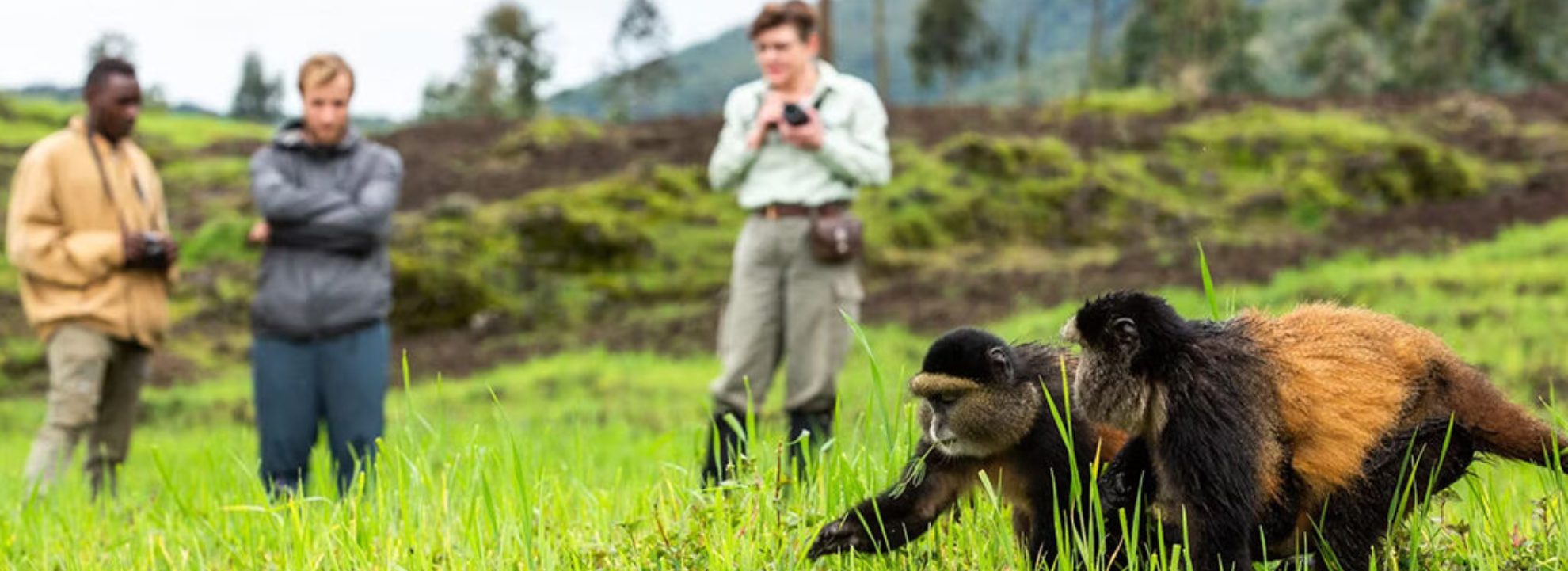 Rwanda Primates Safaris Adventure – 6 nights – 7 days