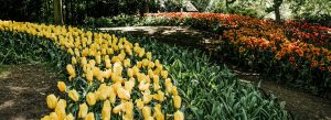 Colorful tulip flowers blooming in Keukenhof Gardens Netherlands