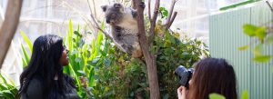 Visitors enjoying Koala Encounter photo experience at WILD LIFE Sydney Zoo rooftop, Darling Harbour, Sydney