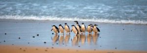 Group of little penguins walking along a sandy beach with ocean waves in the background