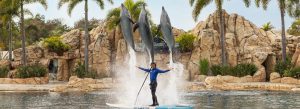 Trainer performing with dolphins at SeaWorld San Diego as three dolphins leap above the water in a tropical setting