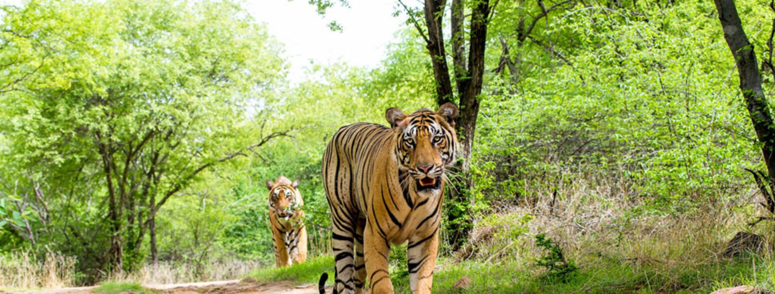 Tips for Spotting Tigers