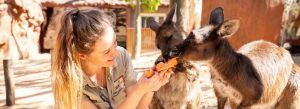 Visitor feeding kangaroos at WILD LIFE Sydney Zoo Australia close-up wildlife interaction experience