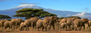 Herd of elephants roaming across Amboseli National Park with Mount Kilimanjaro in the background