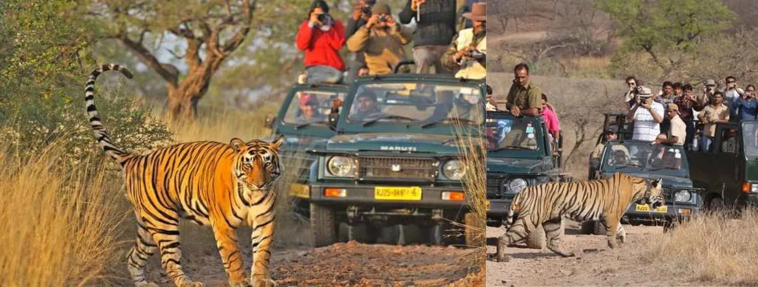Best Summer Wildlife Safari Destinations