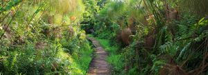 Wooden boardwalk trail surrounded by lush papyrus vegetation in Bigodi Wetland Sanctuary, western Uganda.