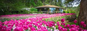 Colorful pink tulip gardens blooming in front of a modern glass building surrounded by forest landscapes in British Columbia.