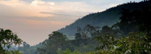 Misty hills and dense tropical rainforest landscape in Bwindi Impenetrable Forest National Park, Uganda.