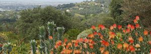 Colorful protea flowers and native vegetation in the Cape Floristic Region of South Africa with panoramic natural views.
