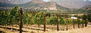 Scenic vineyard landscape in the Cape Winelands region of South Africa with mountain views and lush grapevines.