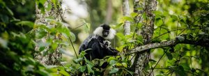 Chimpanzee resting on a tree branch during a chimpanzee trekking experience in Nyungwe National Park, Rwanda.