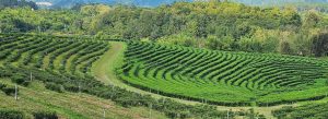 Curved rows of green tea plants at Choui Fong Tea Plantation in Chiang Rai, Thailand, surrounded by lush hills and countryside views.