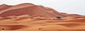 Golden sand dunes of Erg Chebbi in the Sahara Desert near Merzouga, Morocco with camel caravan in the distance.