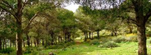 Sunlit pine forest pathway in the Forest of Mamora, Morocco, surrounded by lush green trees and natural vegetation.