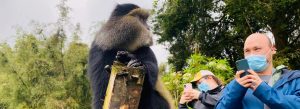 Golden monkey resting near tourists during a trekking experience in Rwanda