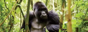 Mountain gorilla resting in dense bamboo forest during a gorilla trekking experience in Bwindi, Uganda.
