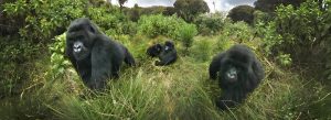 Mountain gorillas resting in the forest during a gorilla trekking safari in Rwanda.