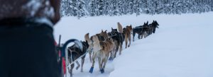 Dog sled team pulling through a snowy forest landscape during a winter adventure tour in Norway