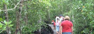Visitors walking along a wooden boardwalk in Jozani Chwaka Bay National Park mangrove forest, Zanzibar