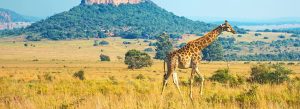 A giraffe walking across the savannah landscape in Kruger National Park, South Africa.