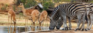 Zebras and antelopes drinking at a waterhole in Kruger National Park, South Africa.