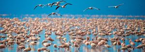 Thousands of flamingos at Lake Manyara National Park in Tanzania