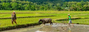 Farmers working with a water buffalo in flooded rice fields during the Living Land Farm rice experience in Luang Prabang, Laos.