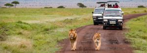 Lions walking along a safari road near tour vehicles in Masai Mara, Kenya