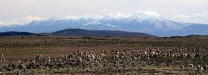 Snow-capped peaks of the Middle Atlas mountain range in Morocco overlooking open plains with grazing sheep.