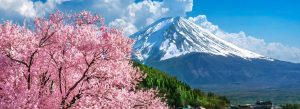 Snow-capped Mount Fuji with pink cherry blossom trees under a blue sky in Japan.