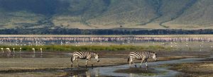 Zebras grazing near flamingo-filled lake in Ngorongoro Conservation Area, Tanzania