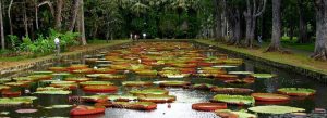 Giant Victoria water lilies floating in a tropical pond at Sir Seewoosagur Ramgoolam Botanical Garden