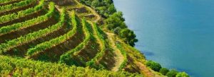 Terraced vineyards overlooking the Adriatic Sea on the scenic Pelješac Peninsula in Croatia.
