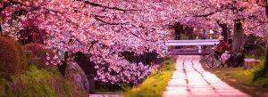 Cherry blossoms blooming along the Philosopher’s Path canal in Kyoto, Japan during spring season.