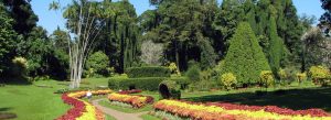 Beautiful landscaped gardens and tropical trees at Royal Botanic Gardens in Peradeniya near Kandy, Sri Lanka.