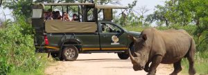 Safari vehicle observing a rhinoceros during a game drive in Kruger National Park, South Africa.
