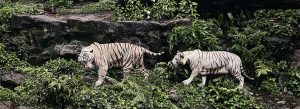 Two rare white Bengal tigers walking through lush greenery at Singapore Zoo wildlife park