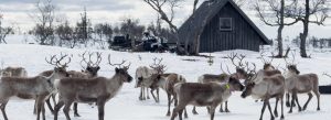 Traditional Sámi reindeer herd near a wooden cabin in the snowy landscape of Swedish Lapland.