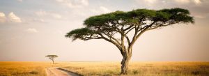 Acacia tree overlooking the golden plains of Serengeti National Park in Tanzania during sunset safari