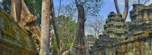 Ancient Ta Prohm temple ruins with giant tree roots growing over stone walls in Siem Reap, Cambodia